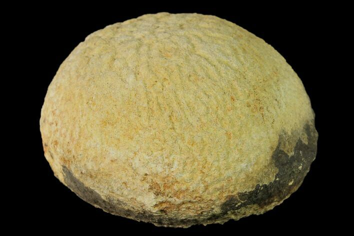 Silurain Fossil Sponge (Astylospongia) - Tennessee #136520